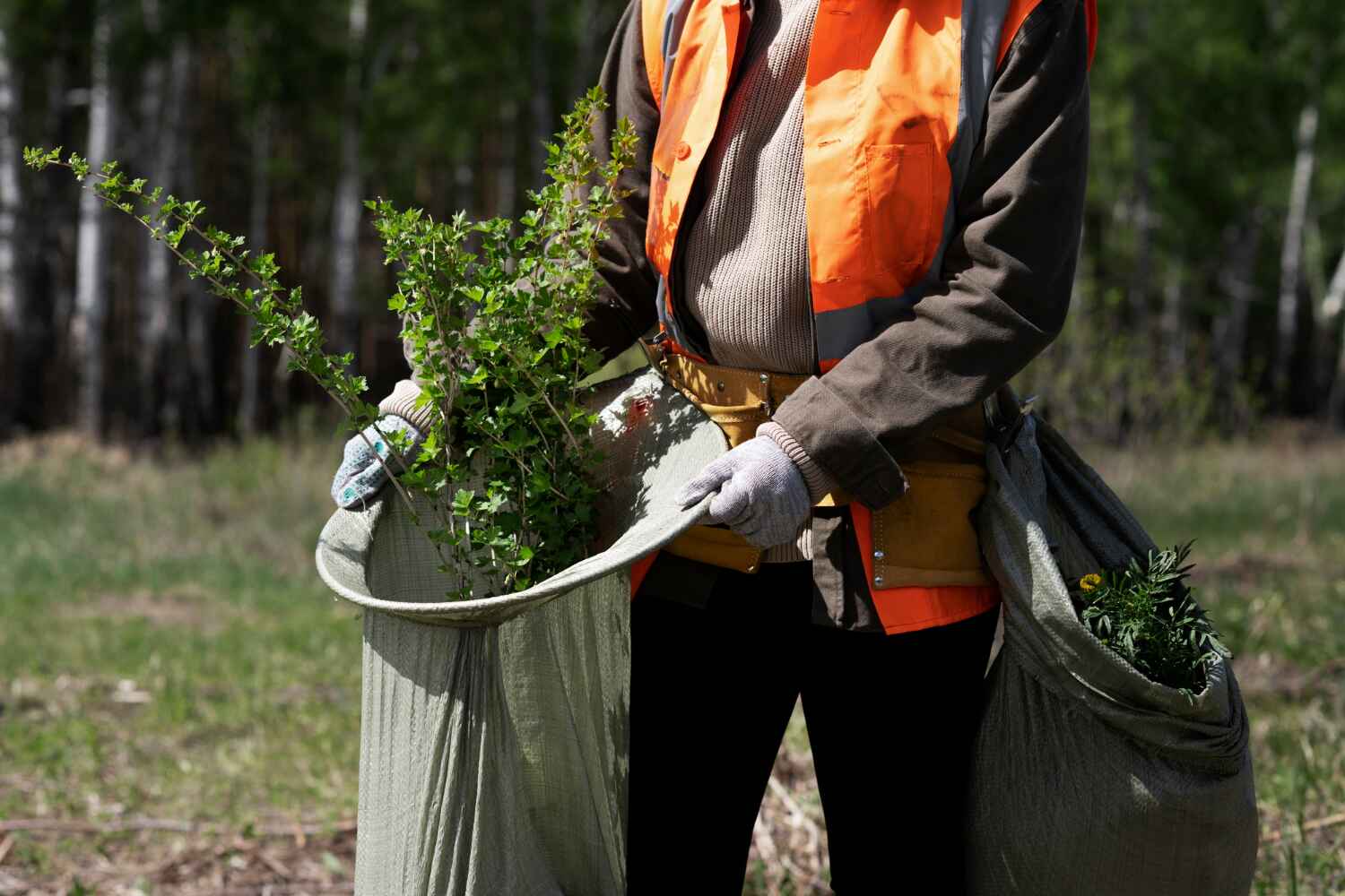 The Steps Involved in Our Tree Care Process in Prineville, OR